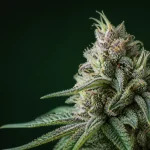 Finding THCA Flower Choices That Suit Relaxed Everyday Routines