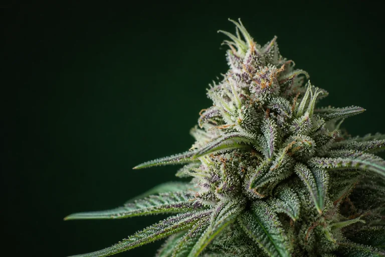 Finding THCA Flower Choices That Suit Relaxed Everyday Routines